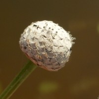 Eriocaulon sexangulare L.